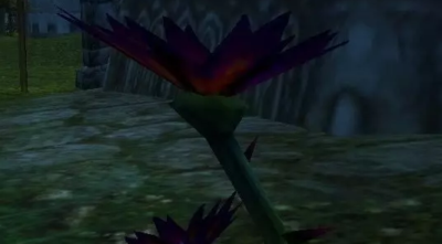 魔兽世界怀旧服黑莲花哪里多 魔兽世界怀旧服黑莲花刷新分布地点一览