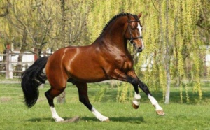 猎马人是个什么梗 猎马人是什么意思