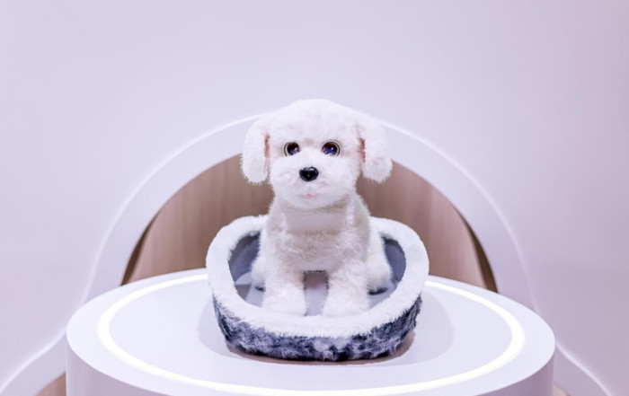 具身智能从工具到家人 科沃斯“毛团儿”如何学会陪伴？