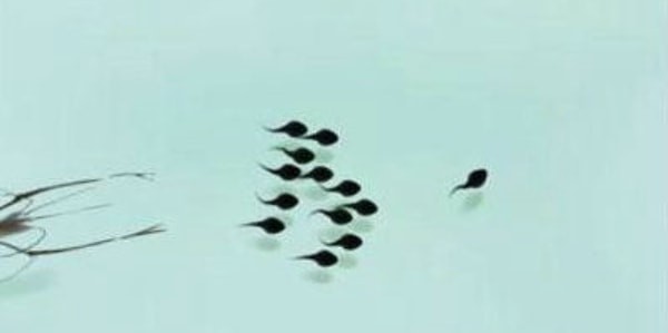 墨虾探蝌能变青蛙吗 墨虾探蝌变青蛙方法一览